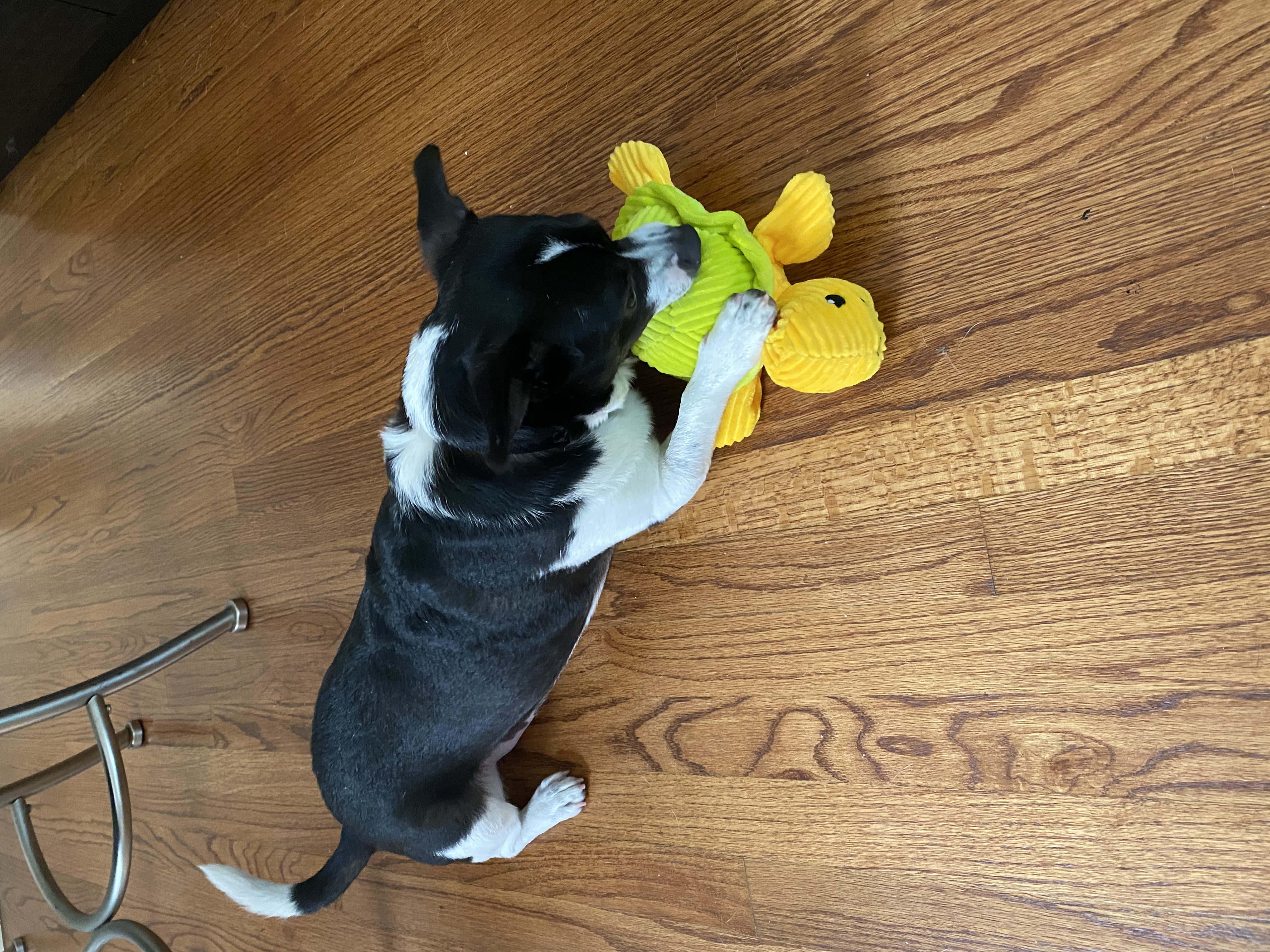 Logan with his toy