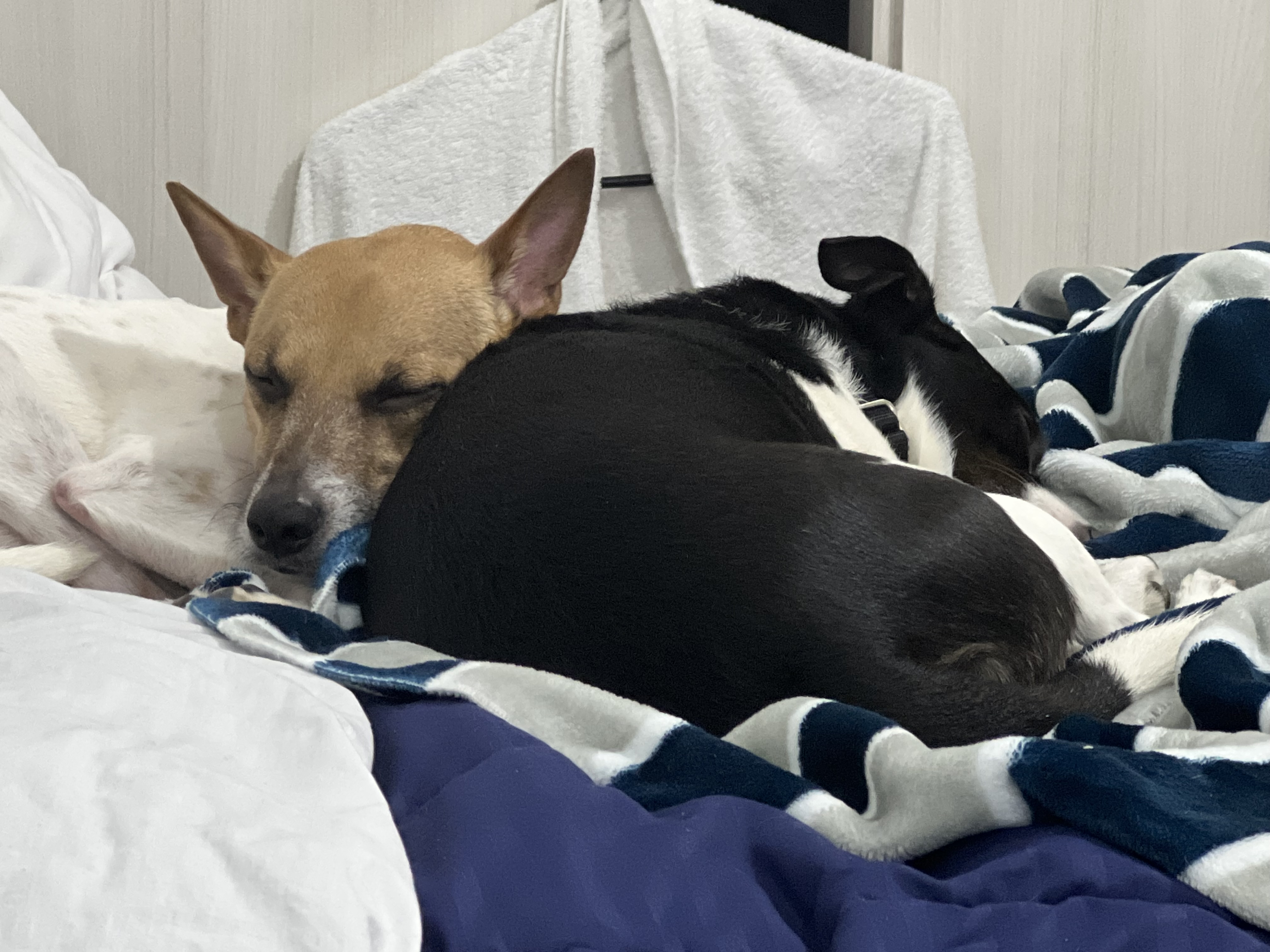 Toby and Logan in Bogotá